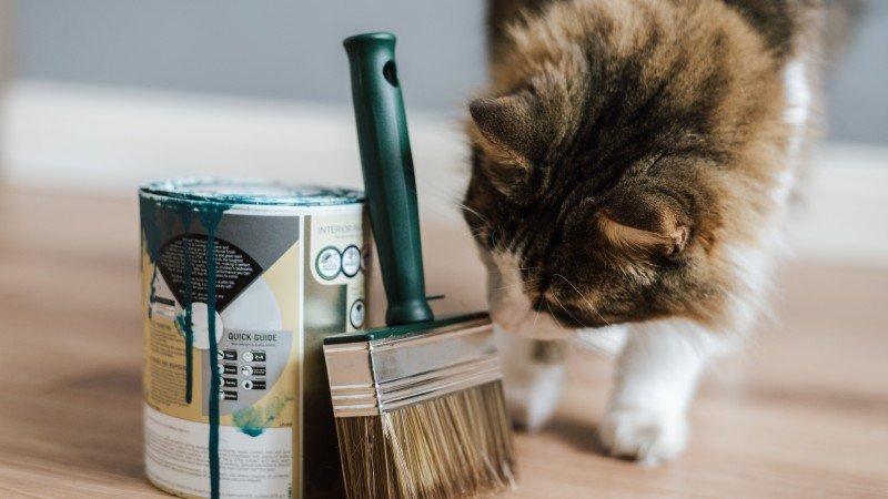 5 Maintenance Tips for Pet-Friendly Vinyl Floors 5 Maintenance Tips for Pet-Friendly Vinyl Floors